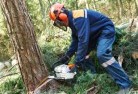 Freshwater Pointtree-cutting-services-21.jpg; ?>